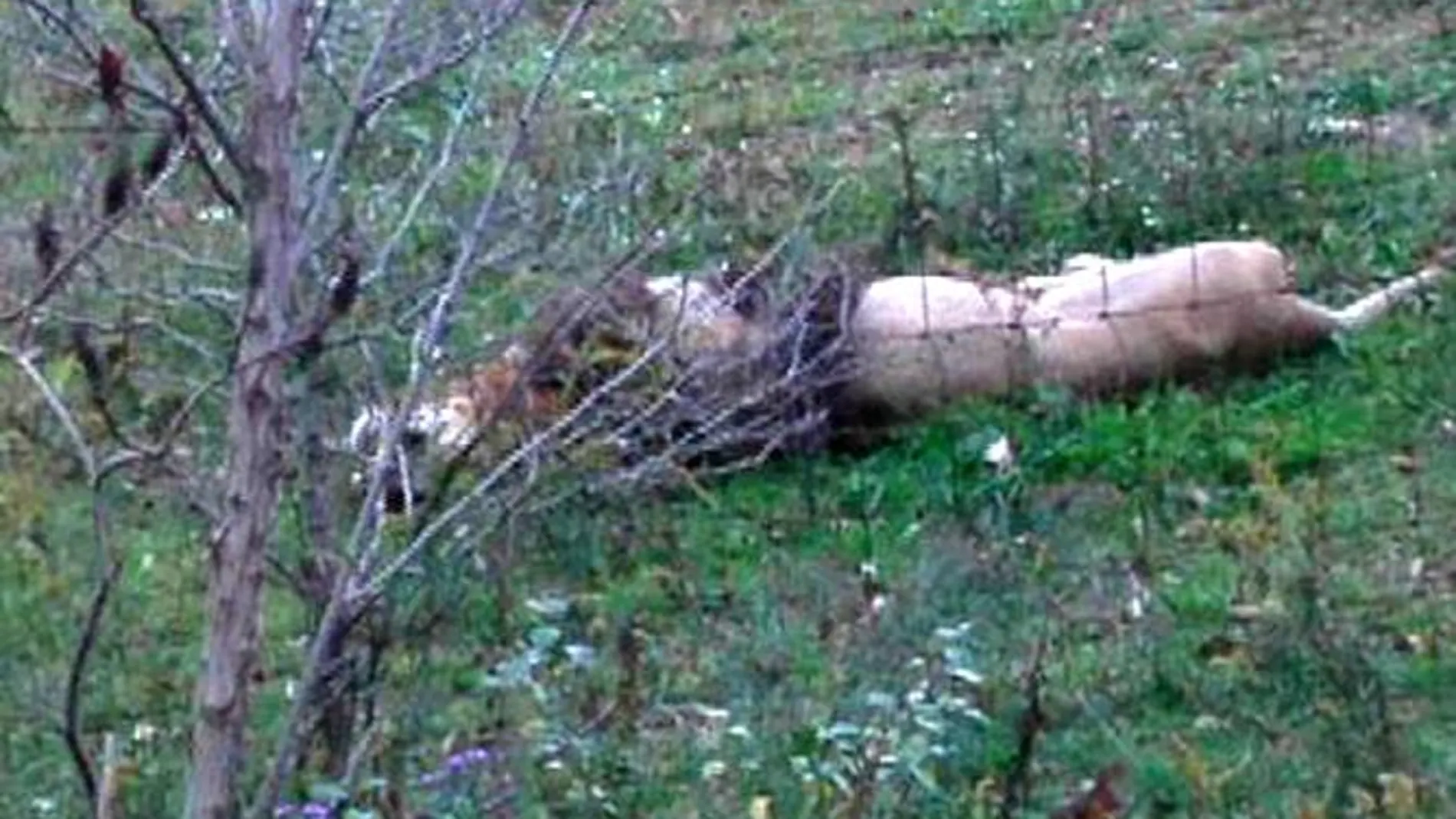 Un león abatido tars escaparse de una reserva en Ohio