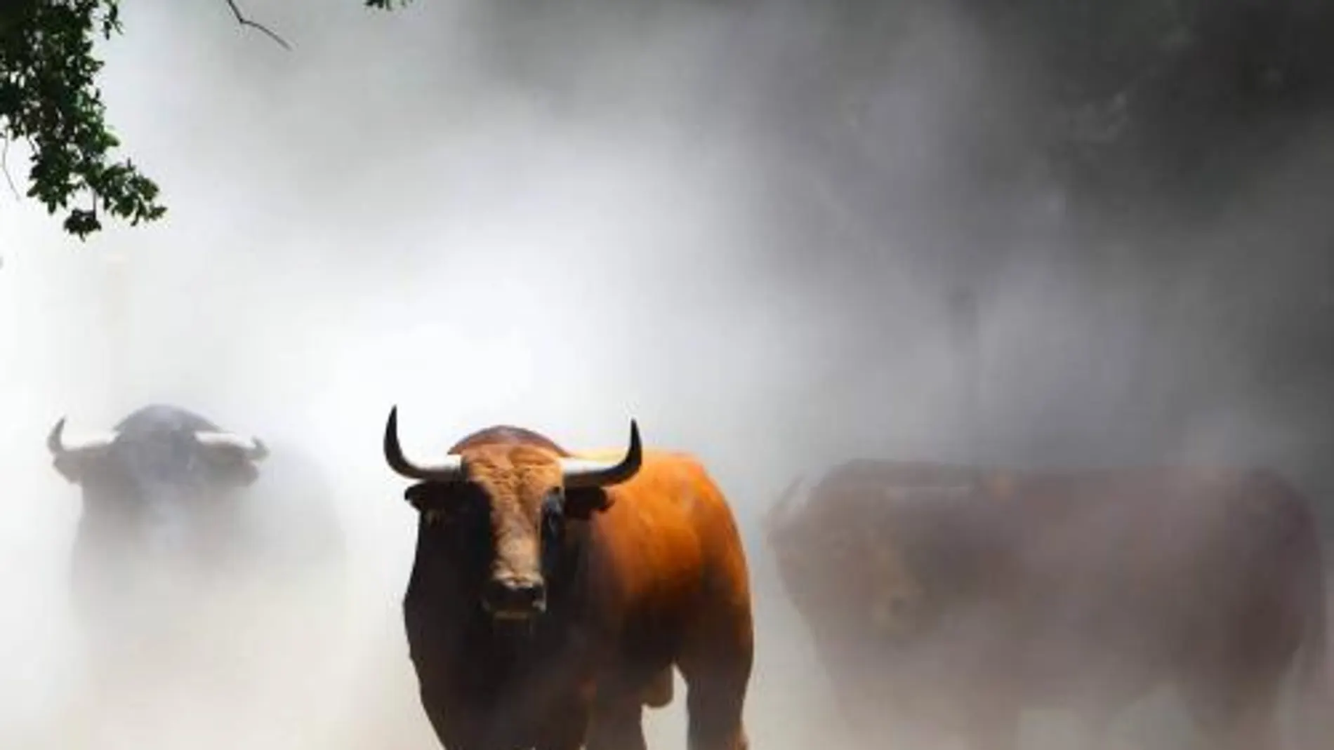 Fernando Juárez Ruiz, ganador del III Concurso de Fotografía Taurina para Aficionados de Taurodelta