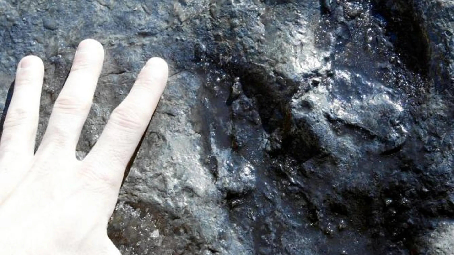 Hallazgo único de huellas de dinosaurio en Burgos
