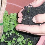 Abono ecológico sin mal olor