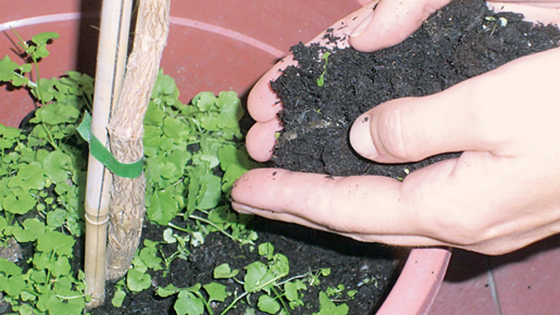 Abono ecológico sin mal olor