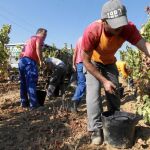 Es el primer año en el que la política comunitaria de arranque de viñedos da sus frutos y logra aumentar los precios
