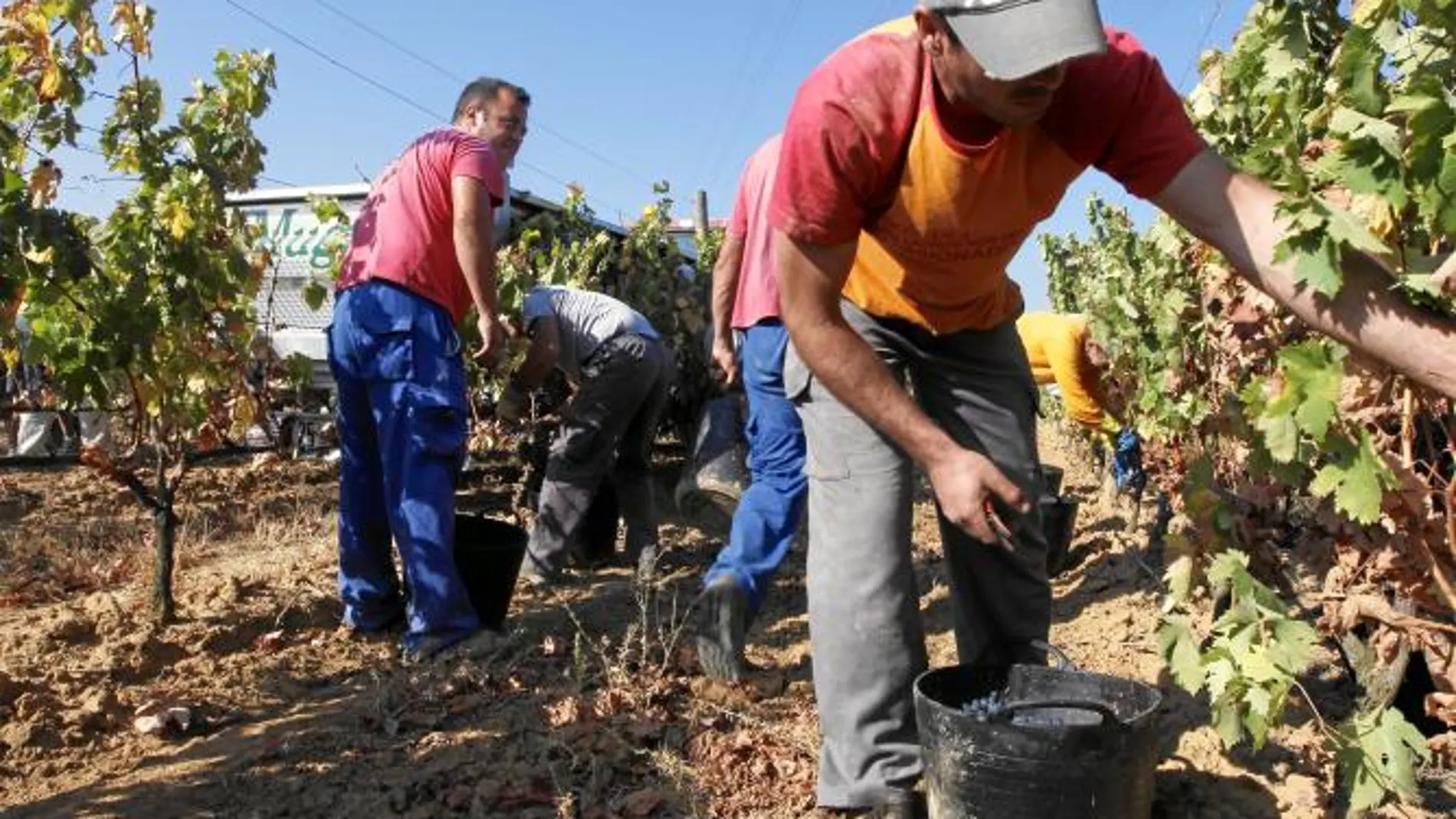Es el primer año en el que la política comunitaria de arranque de viñedos da sus frutos y logra aumentar los precios