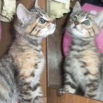 Kiara ganadora de la semana