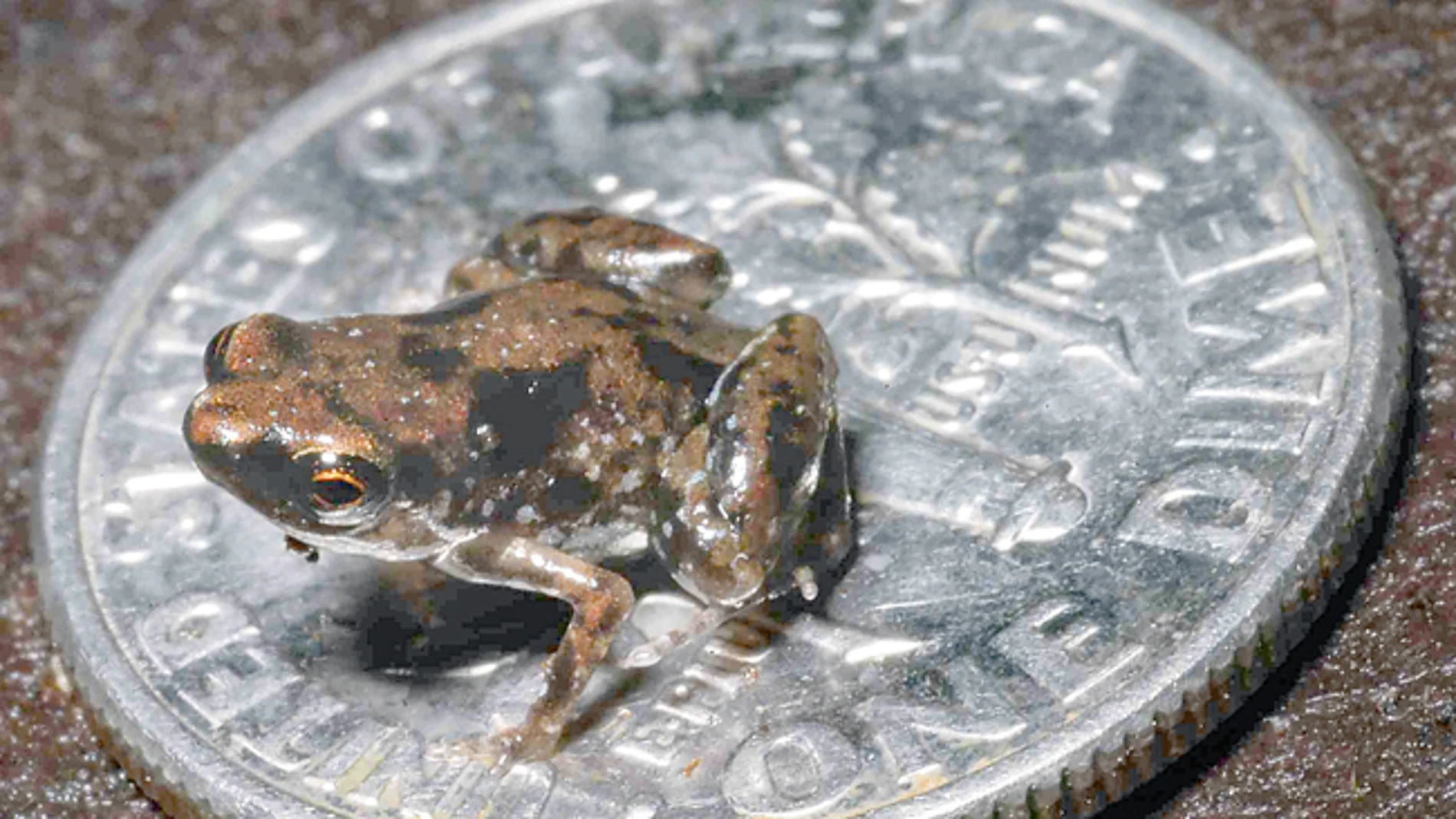 La rana más pequeña del mundo mide 77 milímetros