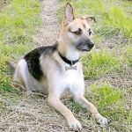 «Se busca hogar para cien animales»