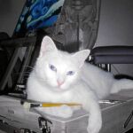 Gatito gatito, El felino albino