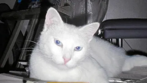 Gatito gatito, El felino albino