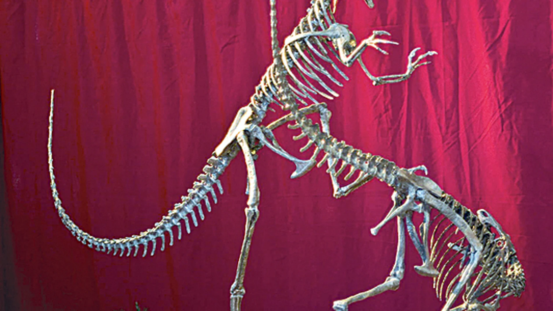Descubren una nueva especia de dinosaurio carnívoro
