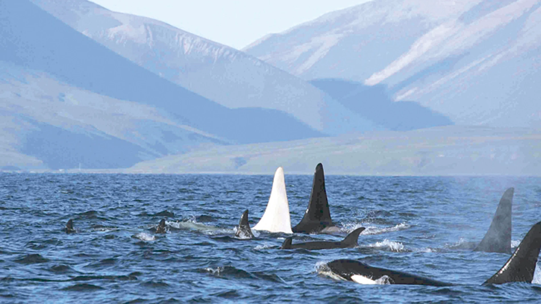 Fotografían por primera vez una orca albina en estado salvaje