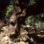 La encina de Ses Trutges, en Escorca (Mallorca)