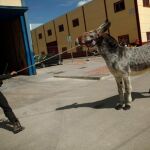 Un burro en una imagen de archivo
