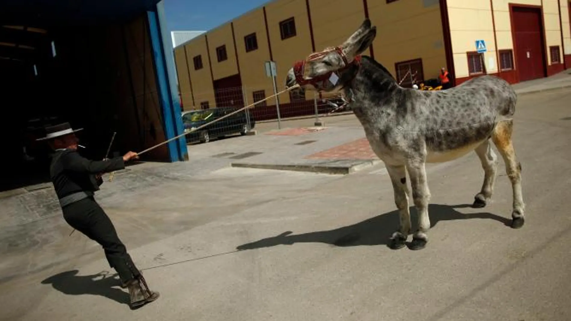 Un burro en una imagen de archivo