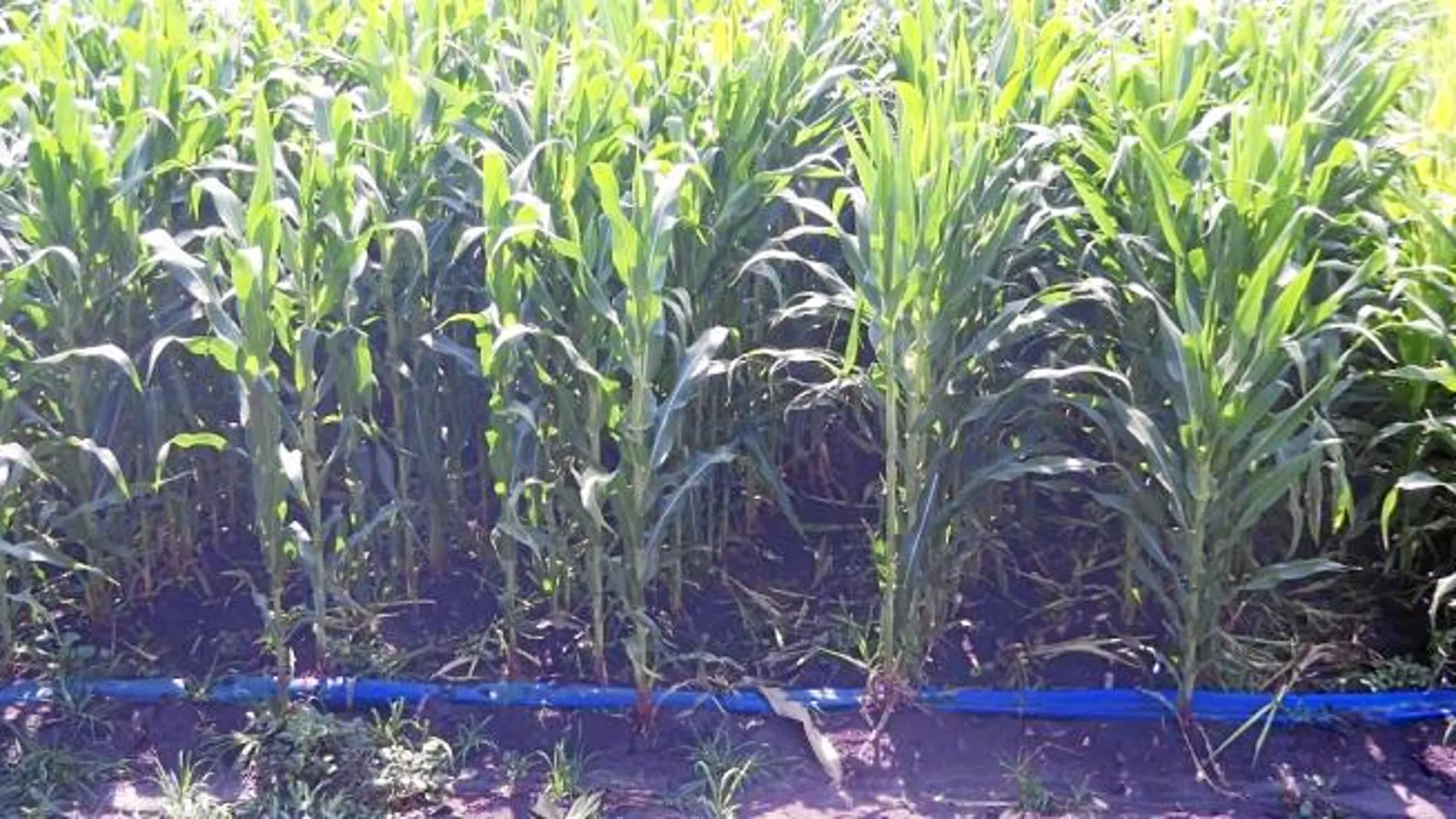 Una plantación de maíz de León que utiliza el sistema de riego por goteo