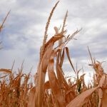 Más de la mitad de EE UU está experimentando una sequía extrema