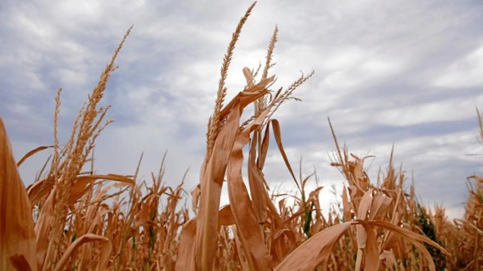 Más de la mitad de EE UU está experimentando una sequía extrema