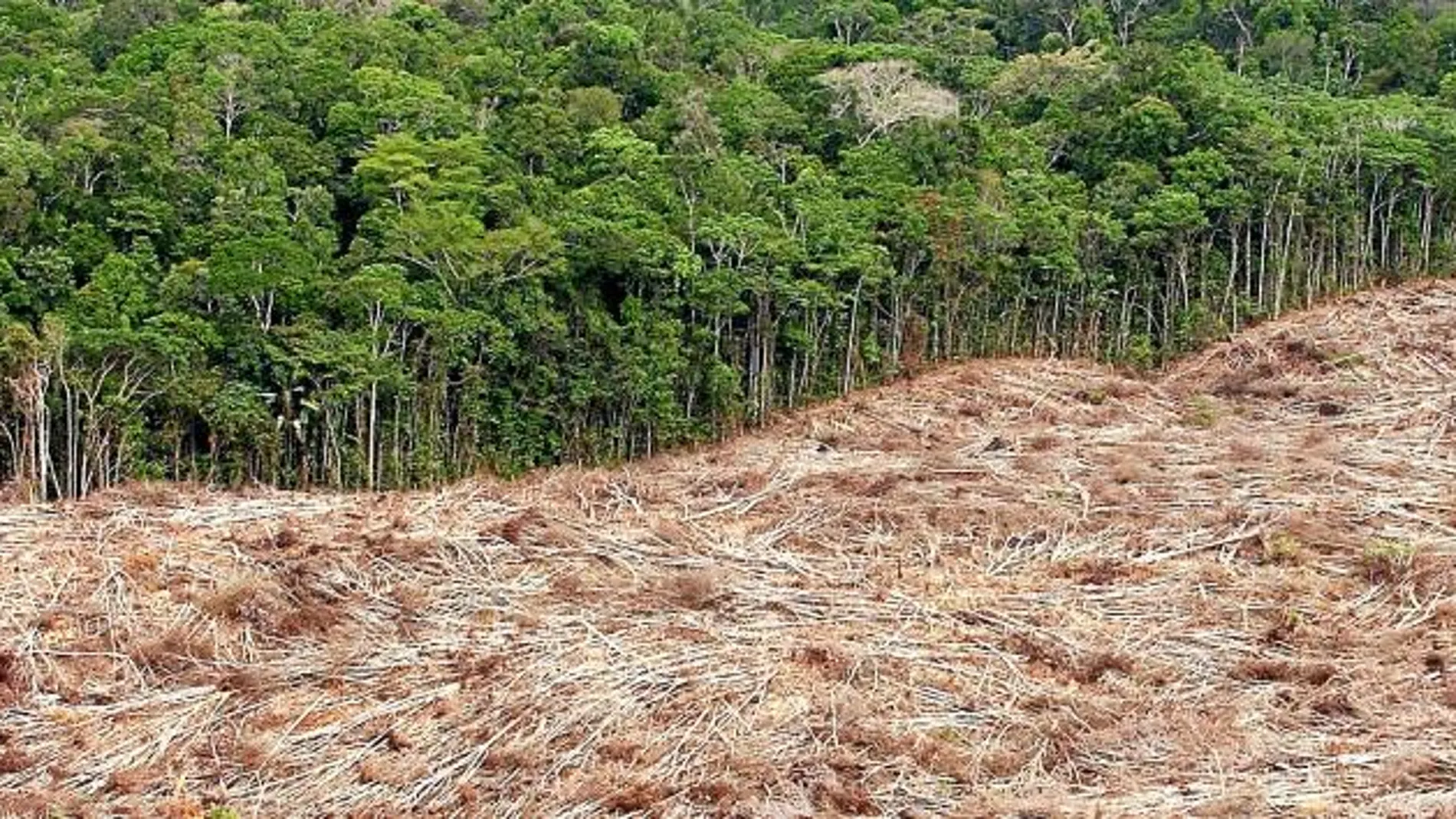 La selva amazónica es la región más afectada por la deforestación: en las últimas cuatro décadas ha perdido una quinta parte de su superficie