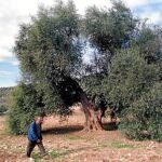 Científicos descubren un antioxidante del olivo que evita el contagio del VIH