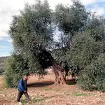  Científicos descubren un antioxidante del olivo que evita el contagio del VIH