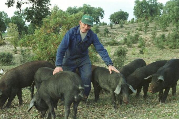 Varios cerdos ibéricos pastorean comiendo bellotas