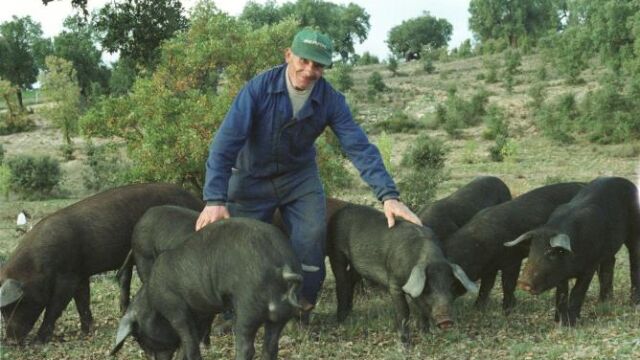 Varios cerdos ibéricos pastorean comiendo bellotas