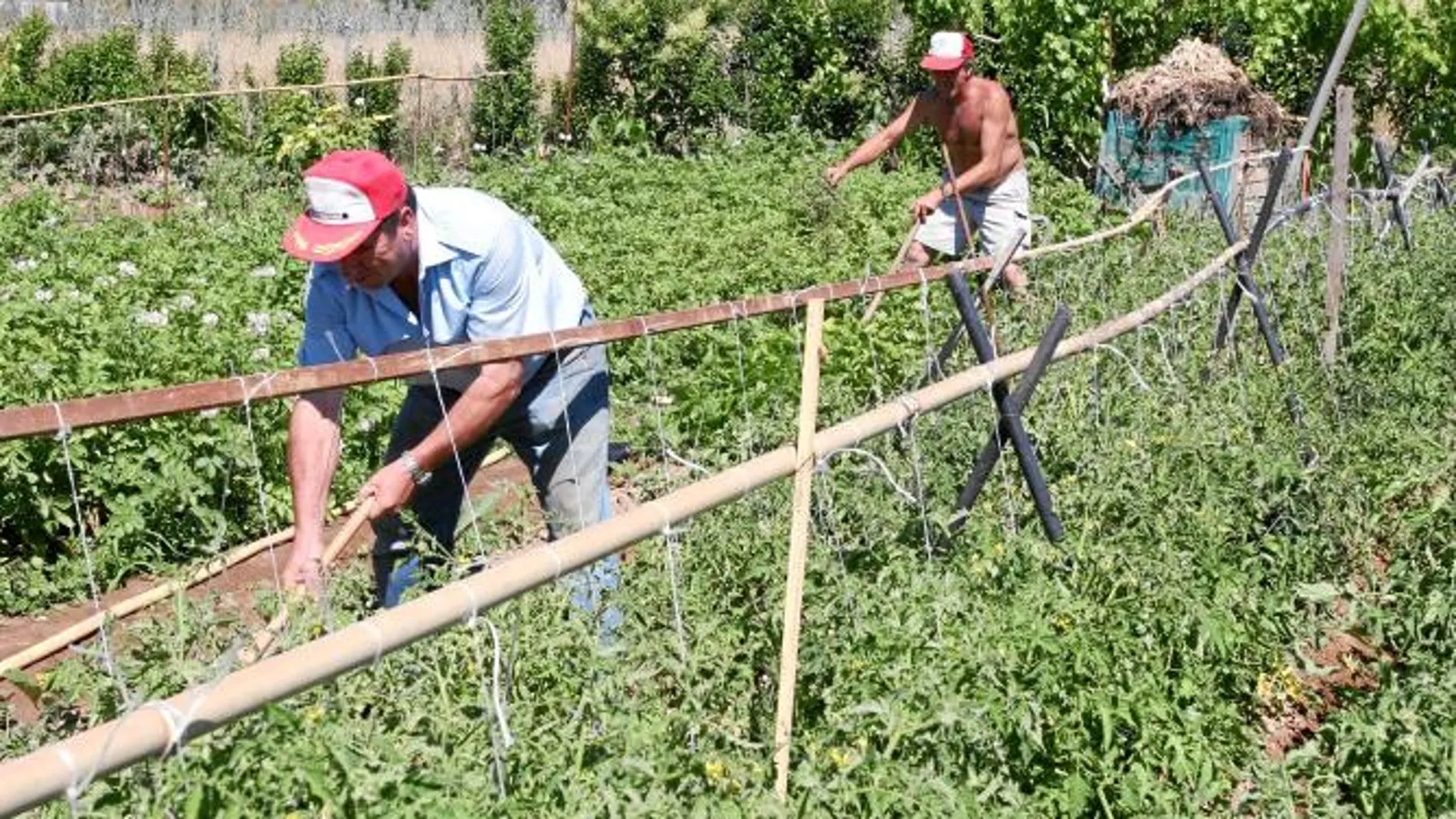 Las exportaciones de hortalizas y frutas crecen un tres por ciento en la Región