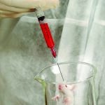 La ley contra la experimentación de animales estará lista en dos semanas