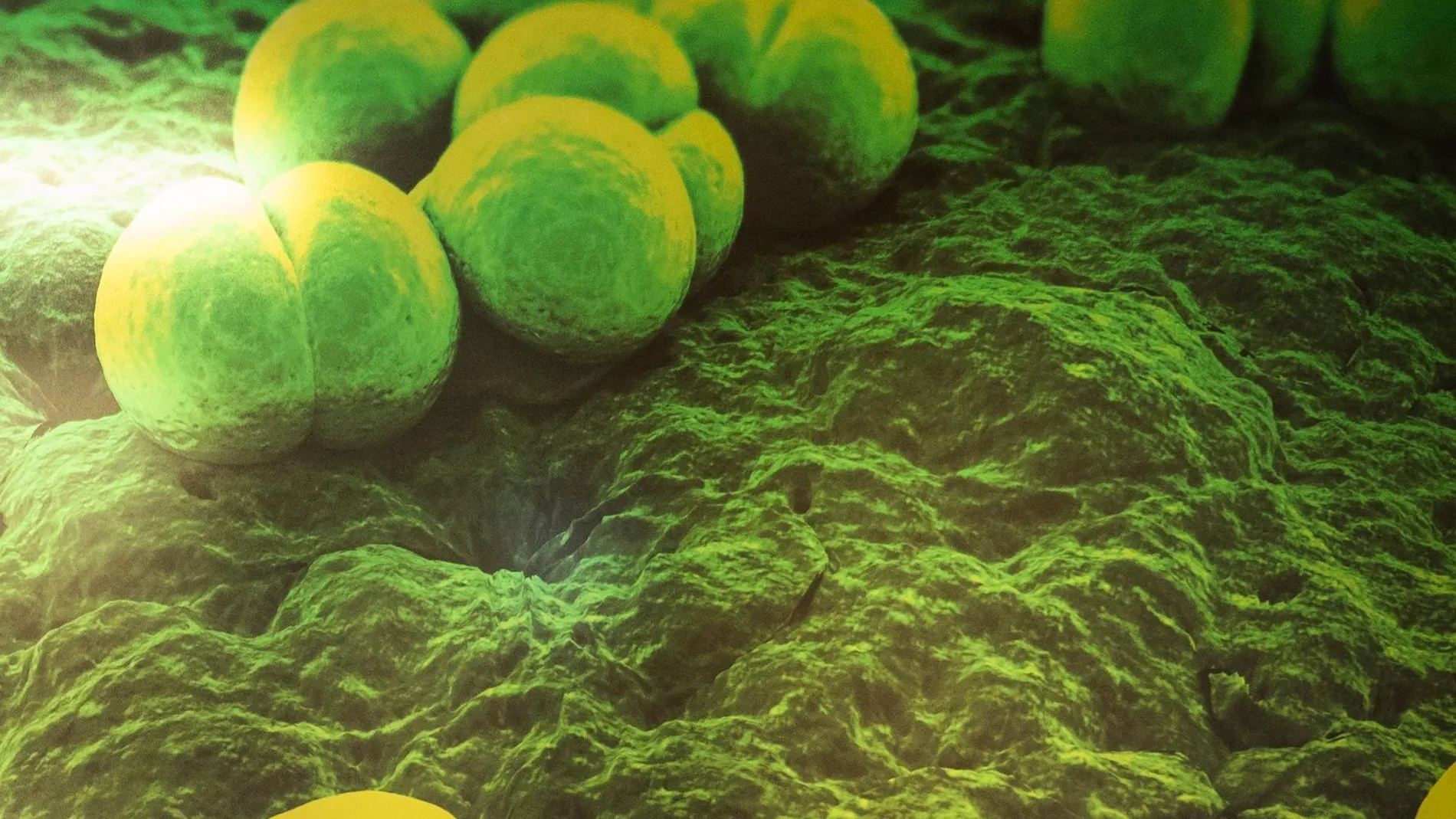 La bacteria estreptococo | Universidad de Griffith