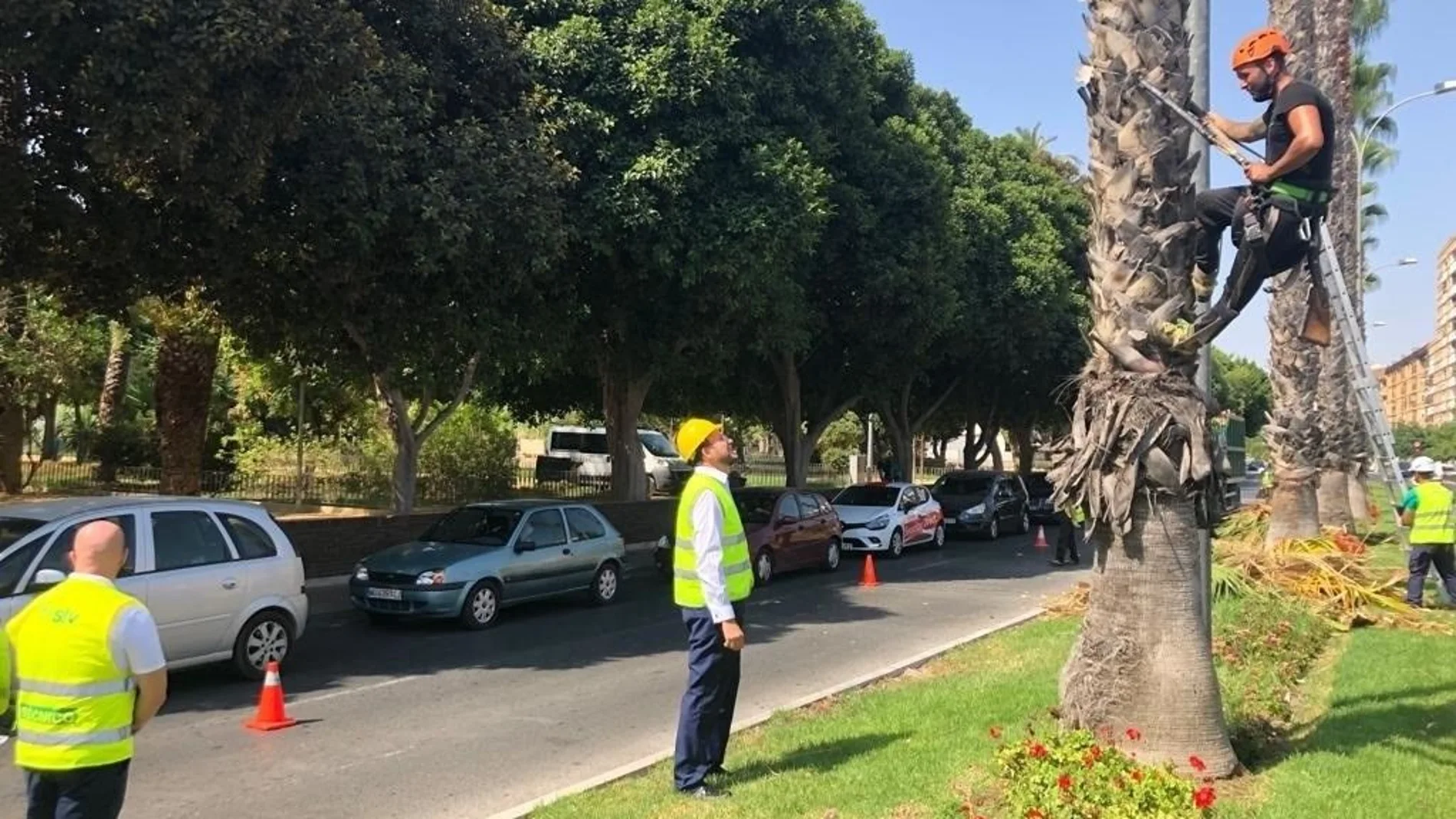 Un especialista se prepara para realizar la poda