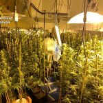 Se han incautado 793 plantas de marihuana