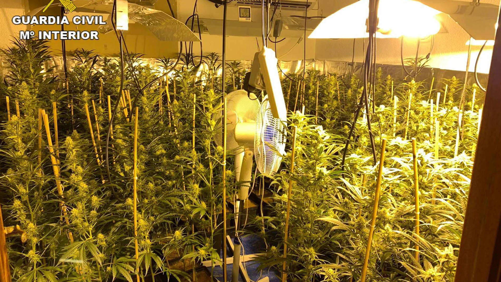 Se han incautado 793 plantas de marihuana