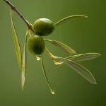 Las propiedades del aceite de oliva en la cosmética