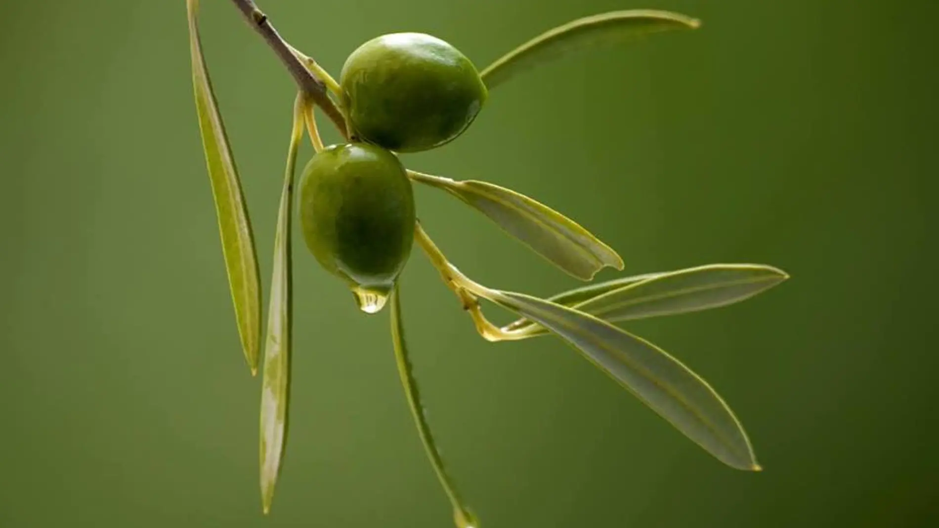 Las propiedades del aceite de oliva en la cosmética