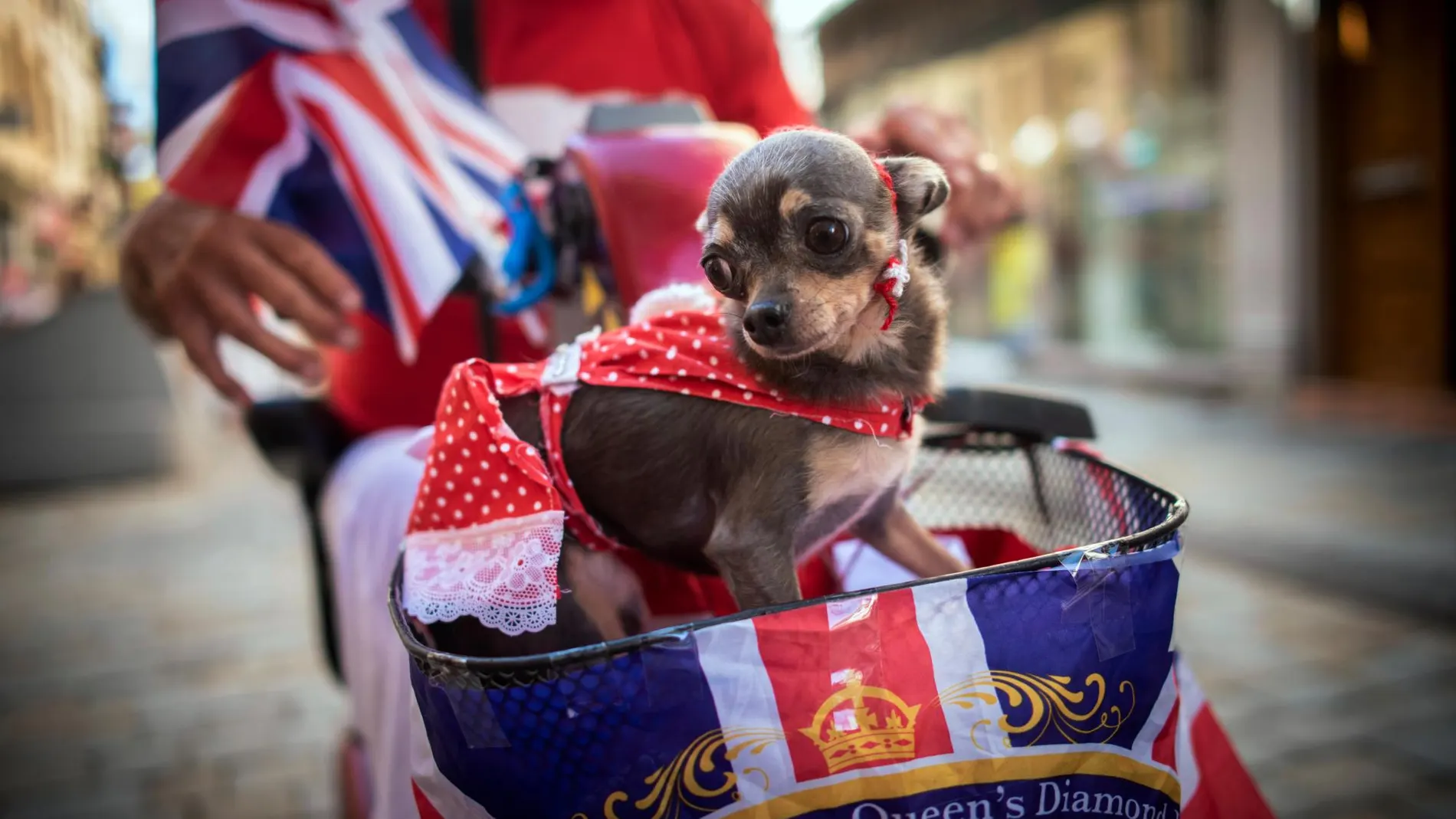 Un perro con la bandera británica en el pasado día de la fiesta de Gibraltar/Ap