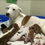 Una perra sin hogar pare 20 cachorros en Texas