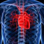 Las enfermedades cardiovasculares son la primera causa de defunción laboral en nuestro país con el 39,5% del total, con un incremento de 5,2% respecto al año anterior