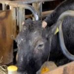 Kaga nació en julio de 1998 en el Centro de Investigación Provincial de Ganado de Ishikawa (Japón)