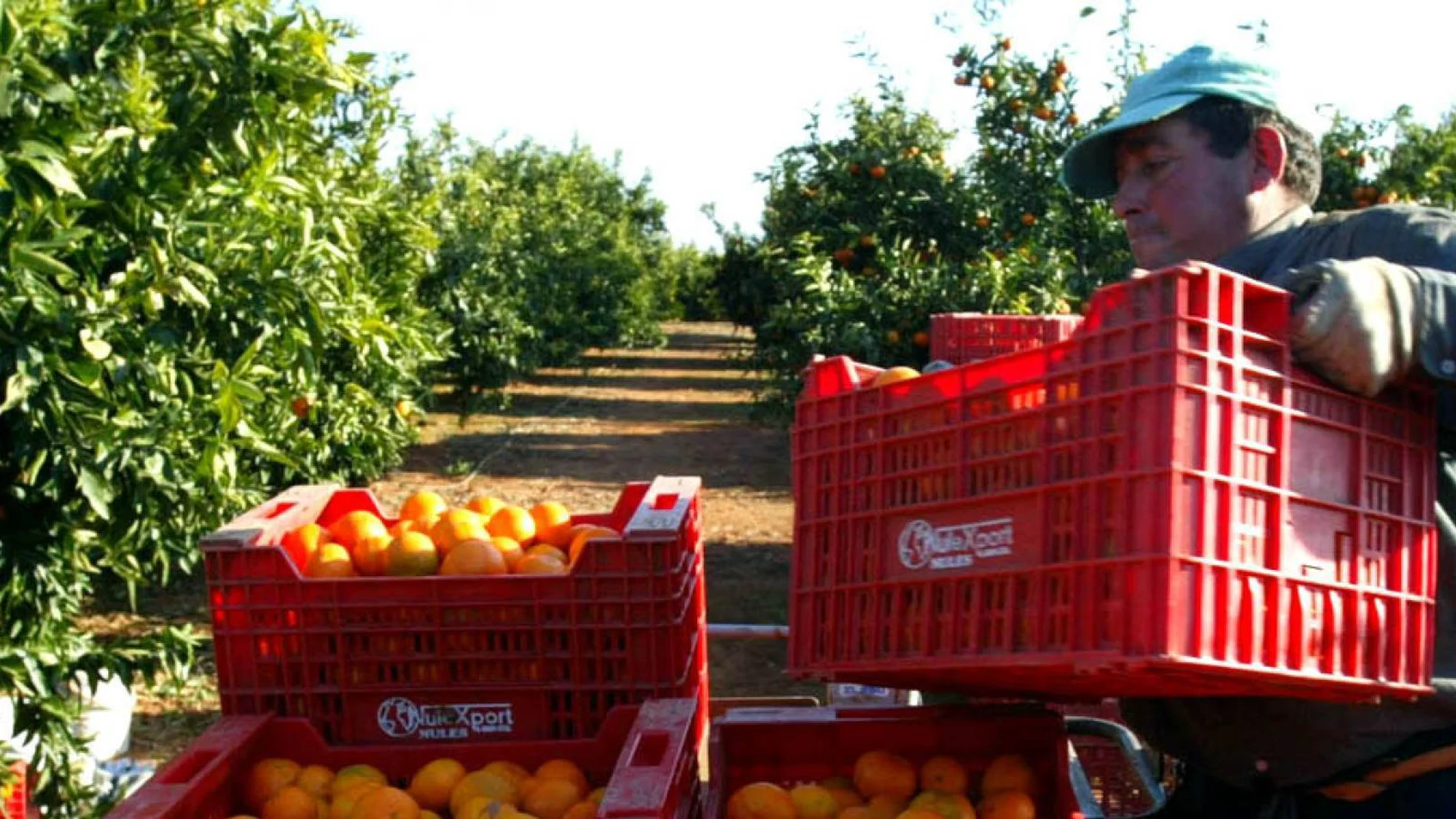 La Conselleria de Agricultura comunicó al sector citrícola la concesión de las ayudas a los afectados por la crisis de la pasada campaña. LA RAZÓN