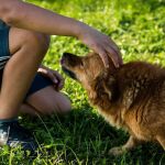 Este verano, adopta una mascota