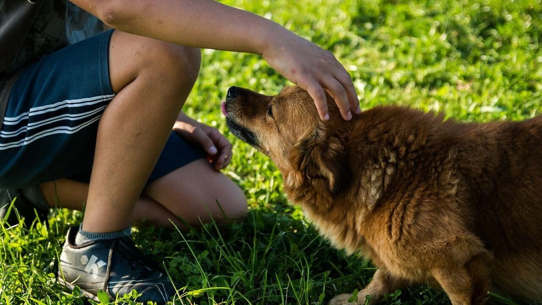 Este verano, adopta una mascota