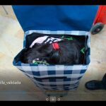 La Guardia Civil rescata a una niña siria de siete años dentro de un carrito en Melilla