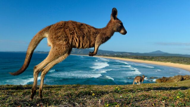Un canguro en la costa australiana / Foto: Efe