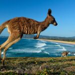Un canguro en la costa australiana / Foto: Efe