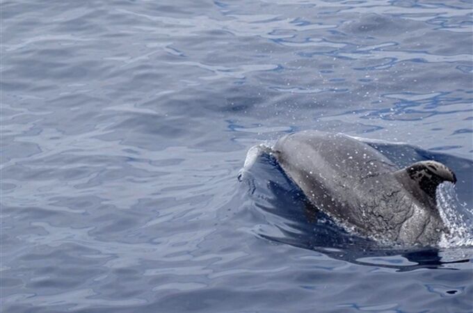 La nueva cepa del virus más letal para delfines circula por todo el Mediterráneo
