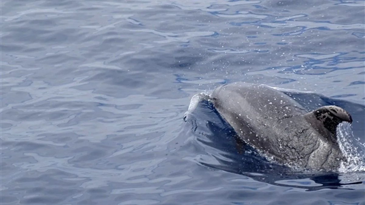 La zona de costa de Murcia en la que poder ver delfines y calderones