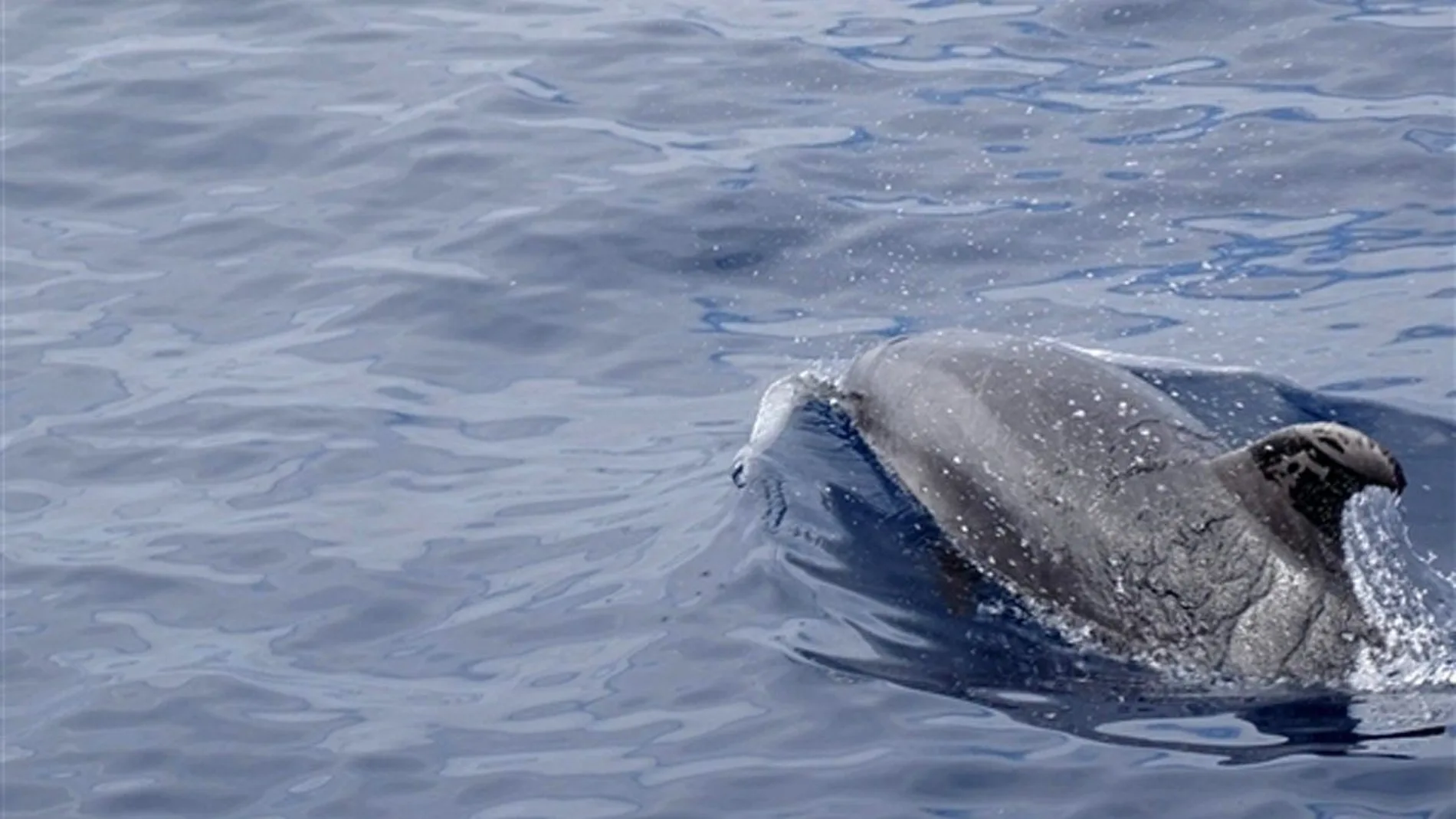 La nueva cepa del virus más letal para delfines circula por todo el Mediterráneo