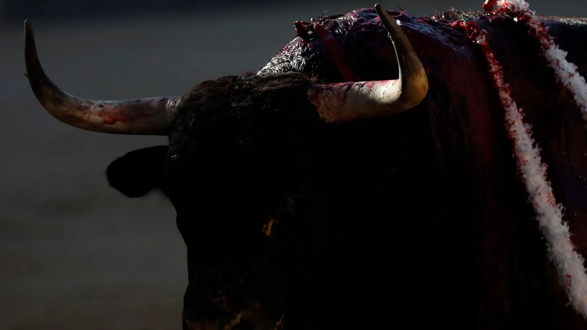 Un toro en Las Ventas