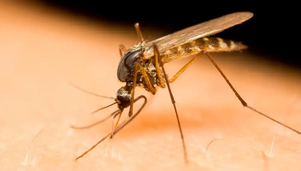 Los mosquitos dependen del dióxido de carbono para encontrar a sus “víctimas” / Dreamstime