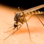 Los mosquitos dependen del dióxido de carbono para encontrar a sus “víctimas” / Dreamstime