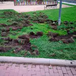  Un grupo de jabalíes destroza parques de Majadahonda